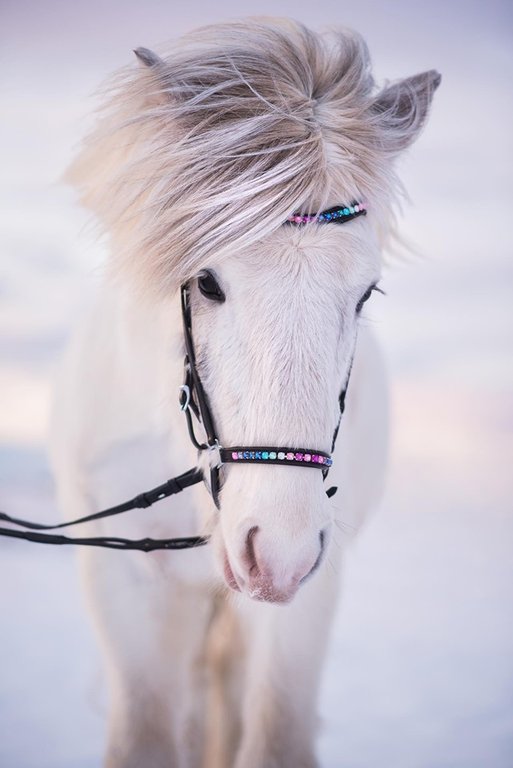 Nordic Horse Wavekopfstück "Rainbow"